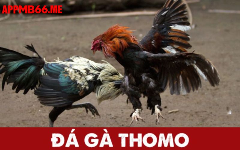 Đôi nét giới thiệu khái quát về loại hình đá gà Thomo